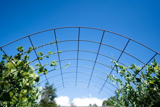 Beans and peas reach towards each other on garden trellis