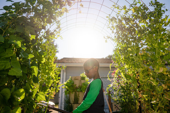 Profile Of Boy Watering Plants In Garden