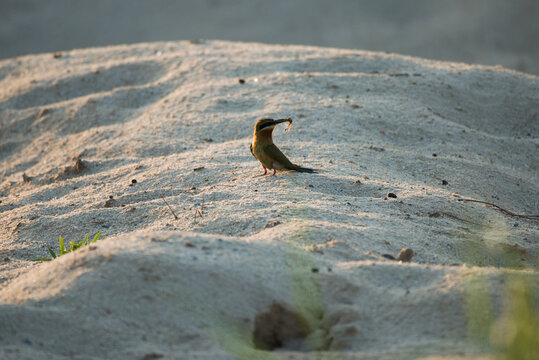 Blue-tailed bee-eater