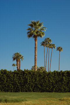 Palm Trees