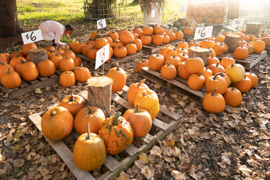 Pallets of pumpkins for sale at farm stand
