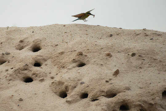 Blue-tailed bee-eater