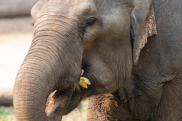 The head of the elephant the elephant eats a banana