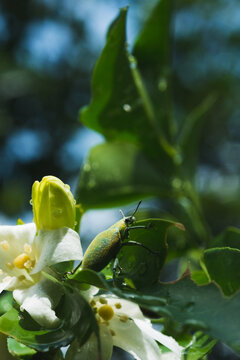 Murraya paniculata
