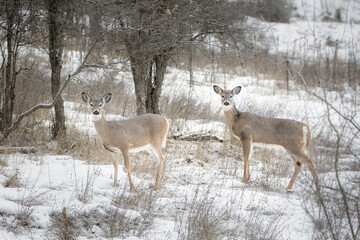 Two white tailed deer in snowy field.