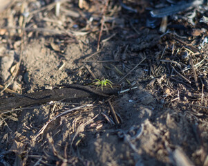 a green spider walks on black ground after a burn