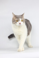 Fototapeta na wymiar Scottish Fold cat are standing on white background. Tabby cat isolate on white background.