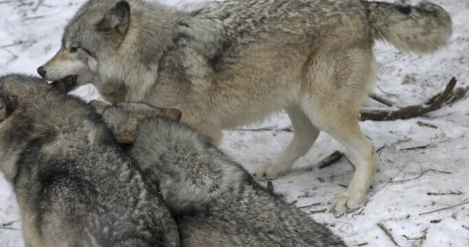 Three grey wolves in winter forest play together - close up