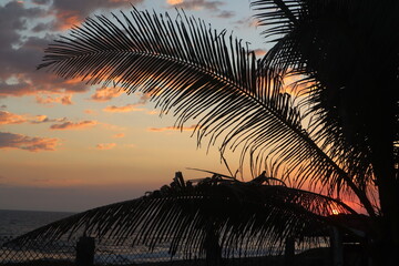 palm tree silhouette