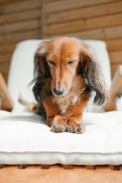 Dog lying on the chair with closed eyes