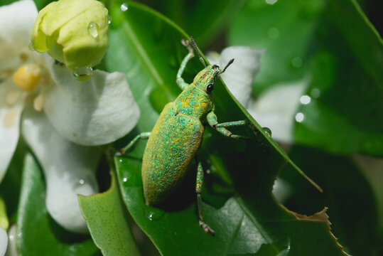 Murraya paniculata