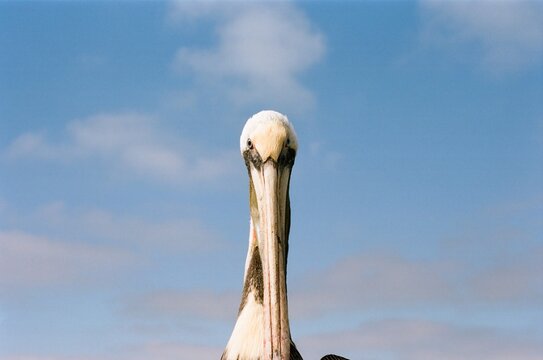 Portrait of a pelican at the beach