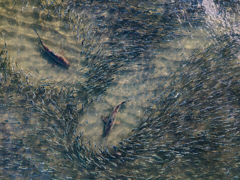 Mullet Run Florida