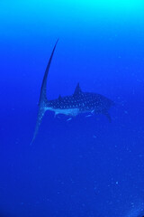 A whale shark that swims leisurely.