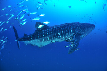 A whale shark that swims leisurely.