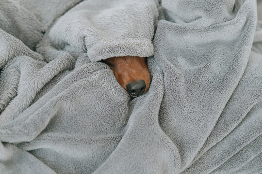 Dog's snout in a soft blanket