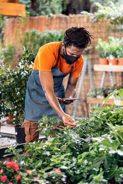 Man Weeding At Greenhouse