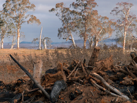 Burning off in Australian outback - trees felled and logged for land clearing