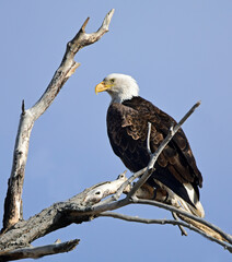 close up of a magnificent bald eagle  against a sunny winter sky, perched in a cottonwood tree in barr lake state park near brighton, coloardo