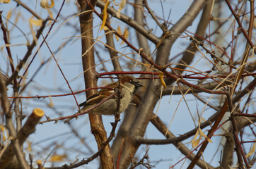 A Male House Sparrow (Passer domesticus) in a Tree