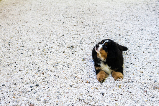 cute puppy