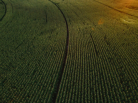Aerial Cornfields fields
