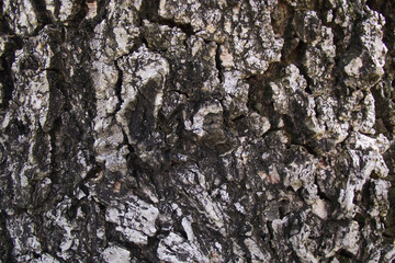 texture of natural tree bark in brown shades