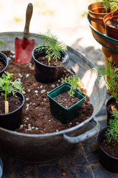 Planting comsos seedlings in galvanised bucket filled with soil and clay pebbles