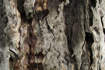 texture of natural tree bark in brown shades
