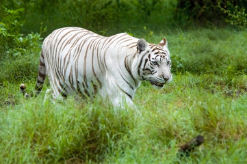 Obraz na płótnie Canvas White Tiger