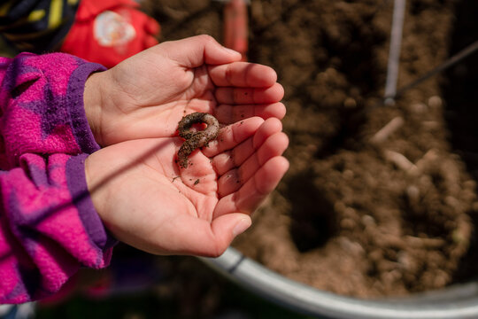 Child's hands holding worm