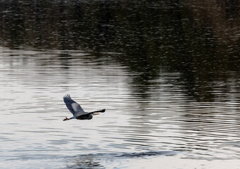 Great blue heron (Ardea herodias)  gliding above lake