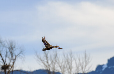 Duck flying above lake on a late winter morning, bald eagle nests in background