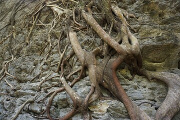 tree roots in the forest