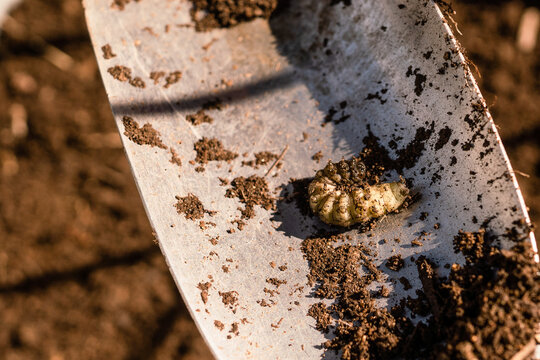 Beetle larva on hand trowel