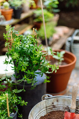 Sweetscented bedstraw (Gallium odoratum) plant in pot amongst pots and gardening tools in bright day