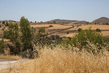 trees in the mountains