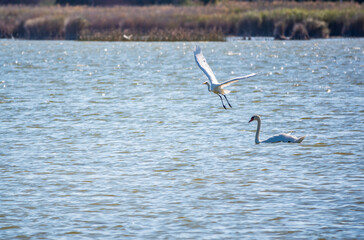 The flight of the little egret over the lake with white swan