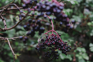 fresh ripe elderberries on its tree