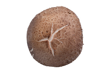 Fresh shiitake mushroom on white background