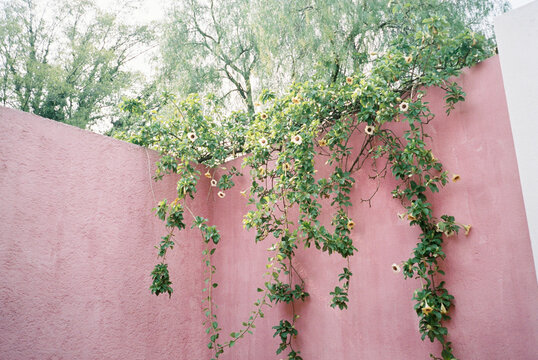 Yellow Flowers And Vine On Pink Wall