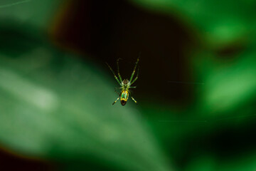  Macro shot of Yellow Orchard Spider