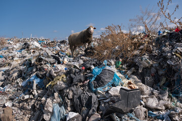 sheep in the midst of a landfill