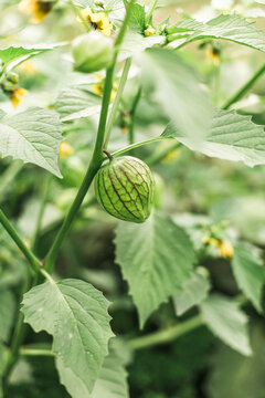 Waiting for Tomatillos