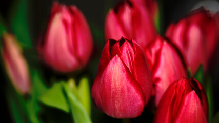 Floral texture. Red tulips, close-up. Side view. Design postcard. Happy womens day. March 8. Congratulations to women. Congratulations on the holiday. Ode to spring