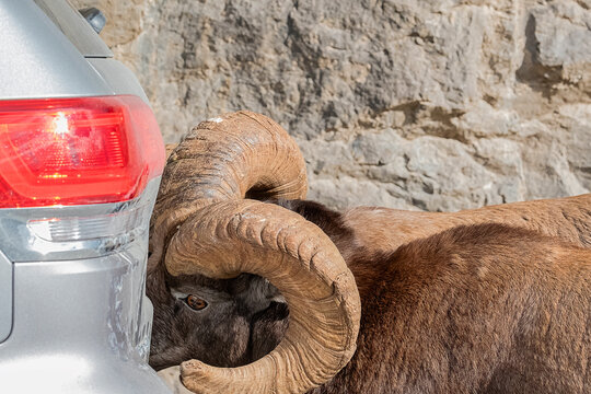 Wild Mouflon Attacks Vehicle