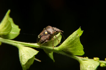 Brown beetle on green leaf.Macro of weevils on branch.Small brown insect with black background.