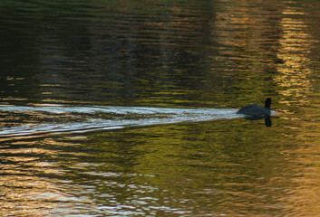 Ave nadando en el lago.