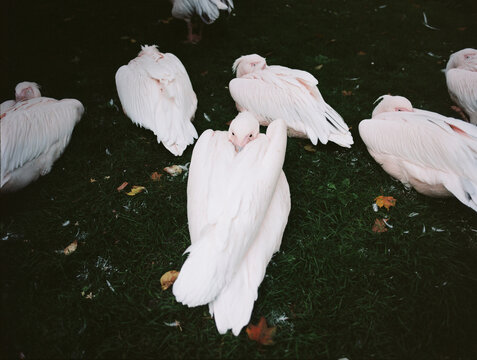 A Group of Pelican