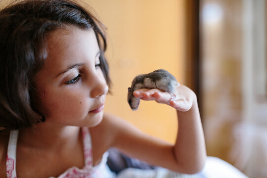 Kid watching closely a small hamster on her hand.
